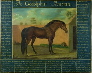 Der Godolphin-Araber von D. Quigley